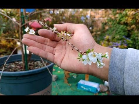 家裡種櫻花|櫻花種植盆栽指南：酸鹼度、日照條件、落葉季節全攻。